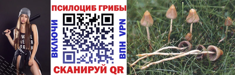 KRAKEN зеркало  Серафимович  Галлюциногенные грибы Psilocybine cubensis 